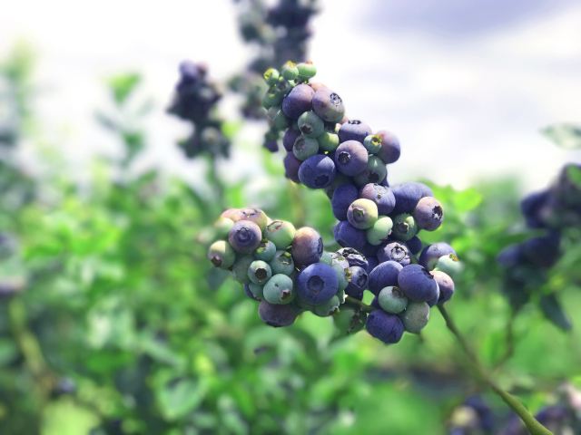 {(ln)ݮ_(ki)r(nng)a(chn)ƷԴu(y)ƷƣAЈ(chng)ه(li)